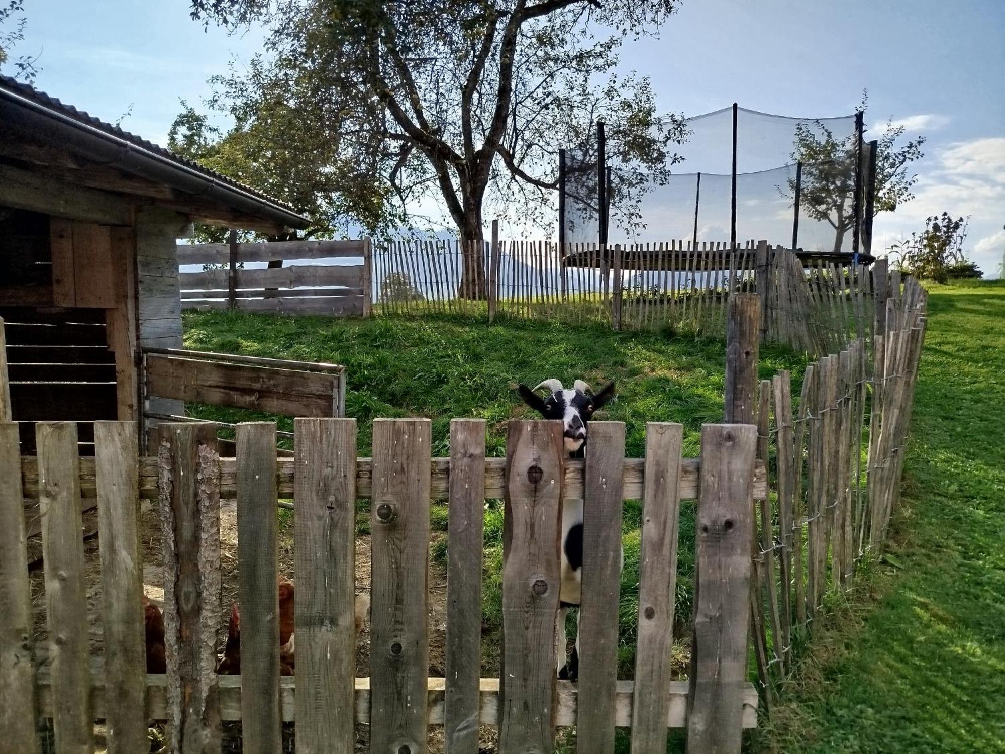 Biobauernhof Schuster Διαμέρισμα Hopfgarten im Brixental Εξωτερικό φωτογραφία